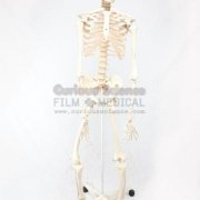 Skeletons Bones and Joints